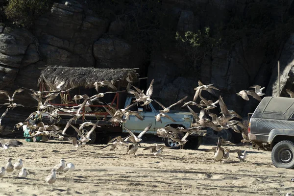 Mnoho Ptáků Baja California Sur Mexico Pláž Pelican Racek — Stock fotografie