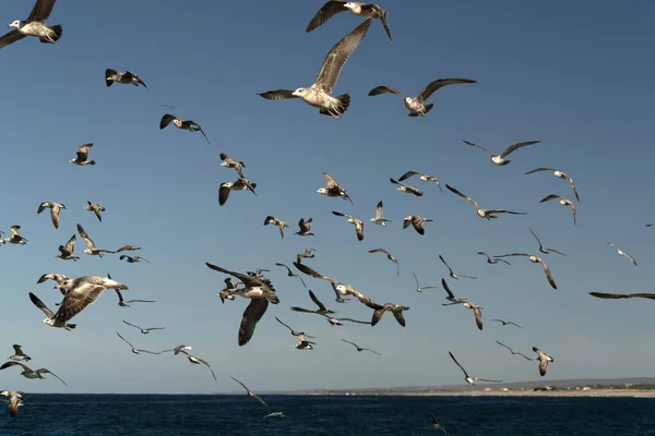Beaucoup Oiseaux Baja Californie Sur Mexico Plage Pélican Mouette — Photo