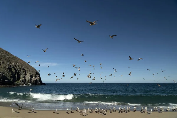 Many Birds Baja California Sur Mexico Beach Pelican Seagull — Stock Photo, Image