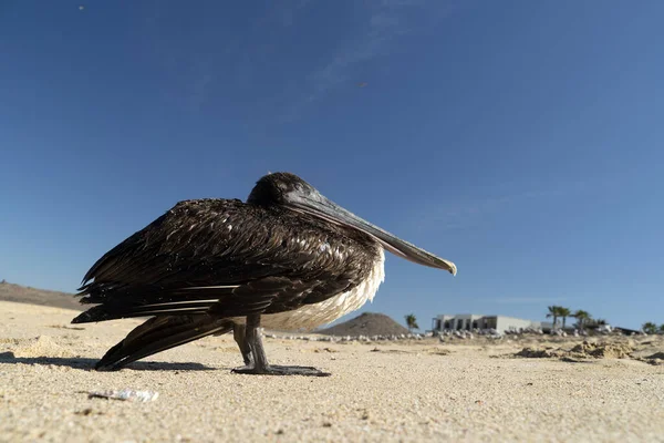 Molti Uccelli Baja California Sur Mexico Spiaggia Pelican Gabbiano — Foto Stock