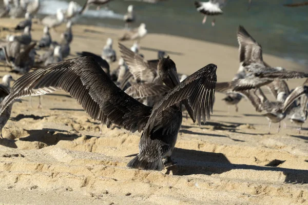 Muchas Aves Baja California Sur Mexico Playa Pelican Gaviota —  Fotos de Stock