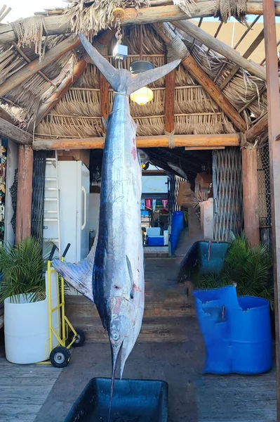 Fished Swordfish Close Detail Hanginf — Stock Photo, Image