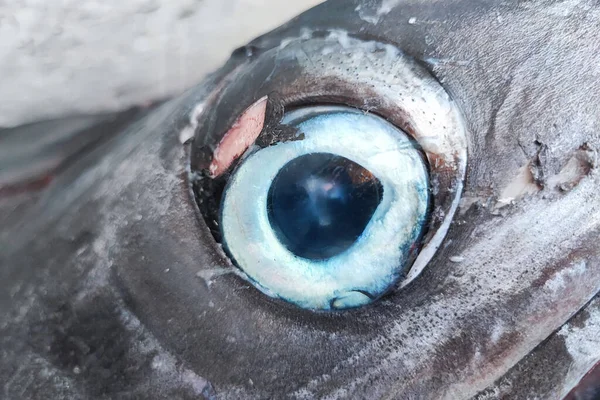 Fished Swordfish Eye Close Detail — Stock Photo, Image