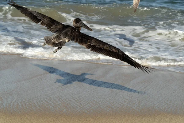 Muchas Aves Baja California Sur Mexico Playa Pelican Gaviota Imágenes de stock libres de derechos