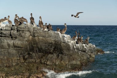 Pekçok pelikan martısı Baja California sahillerinde Punta Lobos Meksika 'da