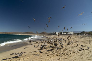 Pekçok pelikan martısı Baja California sahillerinde Punta Lobos Meksika 'da