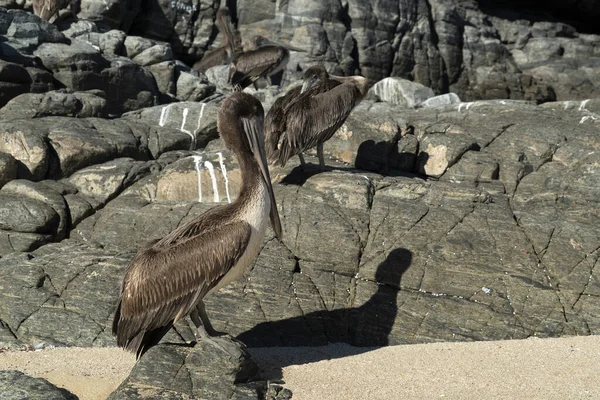 Wiele Ptaków Pelikany Mewa Baja Kalifornia Sur Plaża Punta Lobos — Zdjęcie stockowe