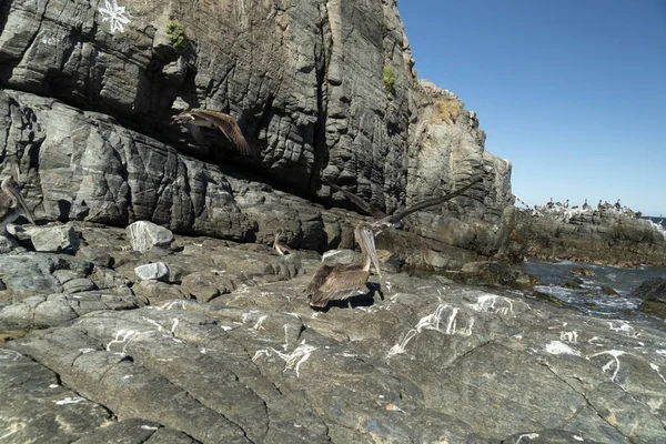 Wiele Ptaków Pelikany Mewa Baja Kalifornia Sur Plaża Punta Lobos — Zdjęcie stockowe