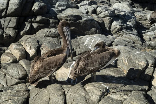 Många Fåglar Pelikaner Mås Baja Kalifornien Sur Beach Punta Lobos — Stockfoto