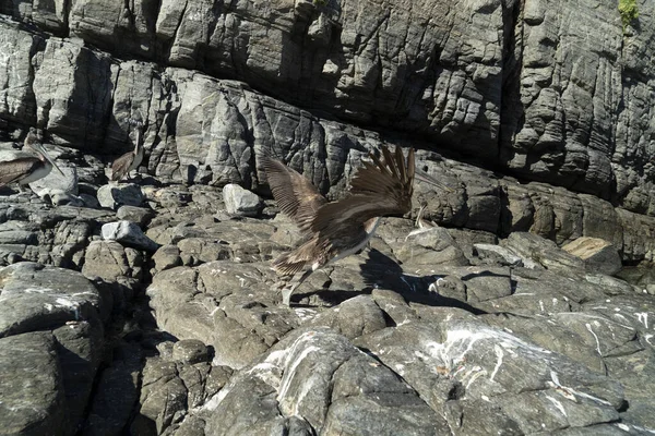 Veel Vogels Pelikanen Meeuw Baja California Sur Beach Punta Lobos — Stockfoto