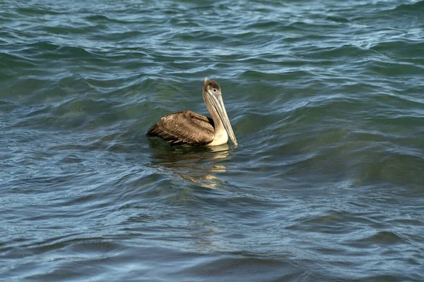 Muitas Aves Pelicanos Gaivota Baja Califórnia Sur Beach Punta Lobos — Fotografia de Stock