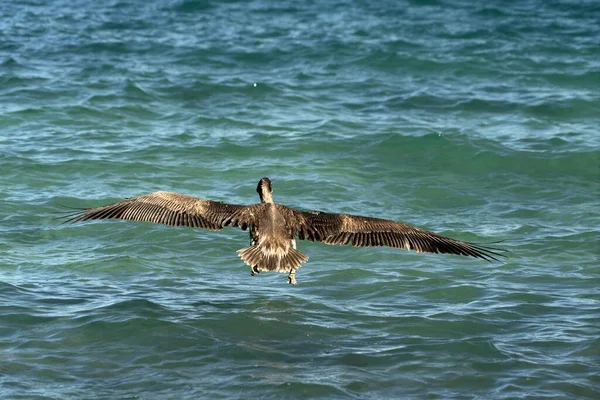 Wiele Ptaków Pelikany Mewa Baja Kalifornia Sur Plaża Punta Lobos — Zdjęcie stockowe