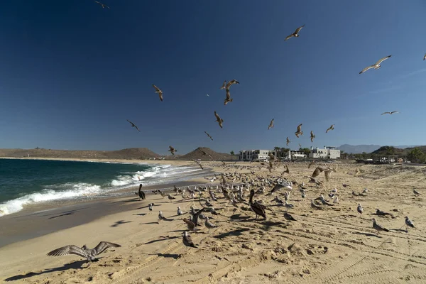 Many Birds Pelicans Seagull Baja California Sur Beach Punta Lobos — Stock Photo, Image