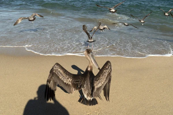 Muchas Aves Pelícanos Gaviota Baja California Sur Beach Punta Lobos —  Fotos de Stock