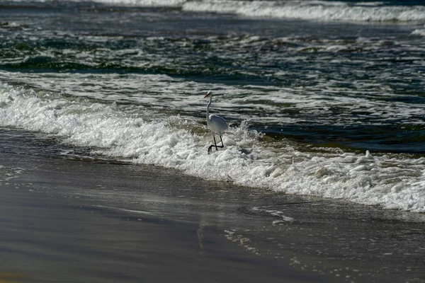 White Heron Egret Baja California Sur Beach Cerritos Mexico — Stock Photo, Image
