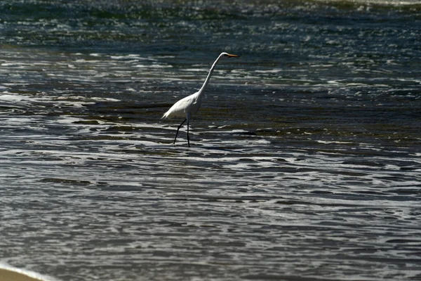 Héron Blanc Aigrette Baja Californie Sur Plage Cerritos Mexique — Photo