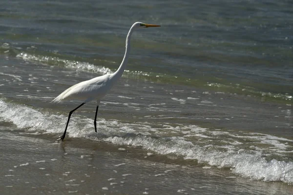 Witte Reiger Baja California Sur Beach Cerritos Mexico — Stockfoto