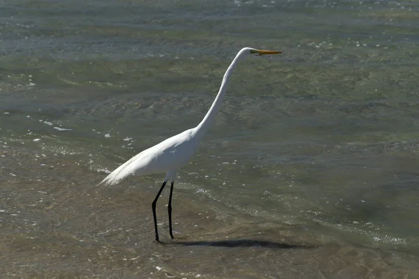 White Heron Egret Baja California Sur Beach Cerritos Mexico — Stock Photo, Image