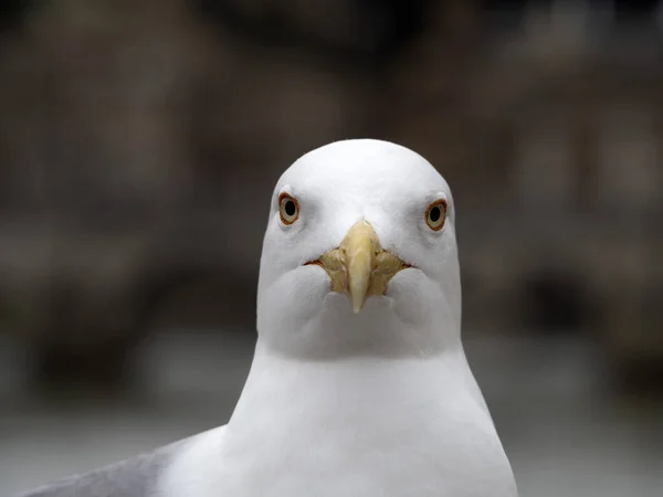 Mouette Rome Détail Portrait Oeil Près — Photo