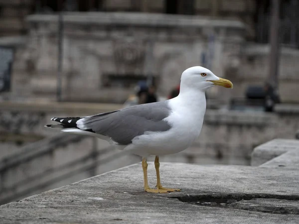 Mouette Rome Détail Portrait Oeil Près — Photo