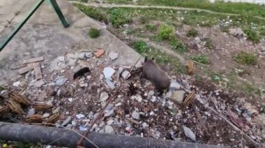Cenova kasabasında domuz humması. Bisagno nehir yaban hayatı çöpte yiyecek arıyor ve dinleniyor.
