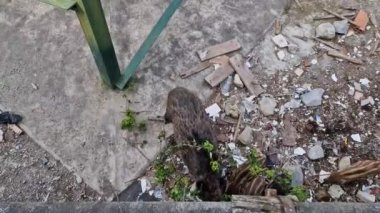 Cenova kasabasında domuz humması. Bisagno nehir yaban hayatı çöpte yiyecek arıyor ve dinleniyor.