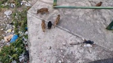 Cenova kasabasında domuz humması. Bisagno nehir yaban hayatı çöpte yiyecek arıyor ve dinleniyor.