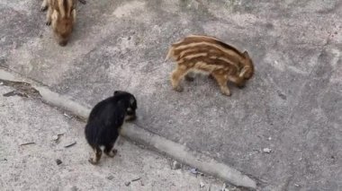 Cenova kasabasında domuz humması. Bisagno nehir yaban hayatı çöpte yiyecek arıyor ve dinleniyor.