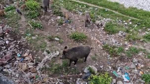 热那亚小镇比萨纳河上的猪热野猪城市野生动物寻找垃圾中的食物和休息 — 图库视频影像