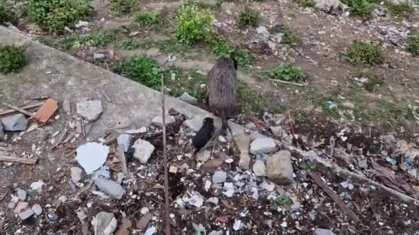 ジェノヴァの豚熱野生のイノシシビサグノ川都市の野生動物は ゴミや休憩中の食べ物を探しています — ストック動画
