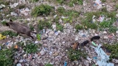 Cenova kasabasında domuz humması. Bisagno nehir yaban hayatı çöpte yiyecek arıyor ve dinleniyor.