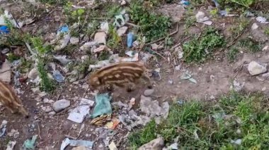 Cenova kasabasında domuz humması. Bisagno nehir yaban hayatı çöpte yiyecek arıyor ve dinleniyor.