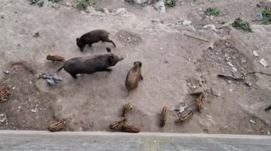 Cenova kasabasında domuz humması. Bisagno nehir yaban hayatı çöpte yiyecek arıyor ve dinleniyor.