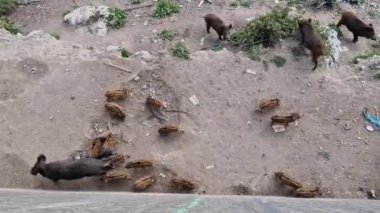 Cenova kasabasında domuz humması. Bisagno nehir yaban hayatı çöpte yiyecek arıyor ve dinleniyor.