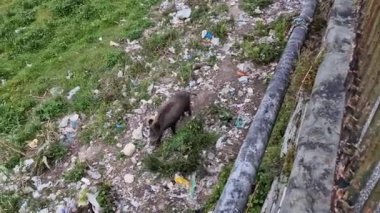Cenova kasabasında domuz humması. Bisagno nehir yaban hayatı çöpte yiyecek arıyor ve dinleniyor.