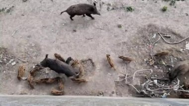 Cenova kasabasında domuz humması. Bisagno nehir yaban hayatı çöpte yiyecek arıyor ve dinleniyor.