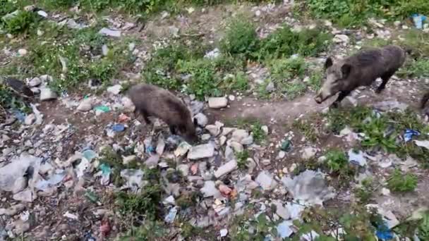 Swine Fever Wild Boar Genoa Town Bisagno River Urban Wildlife — Stock Video
