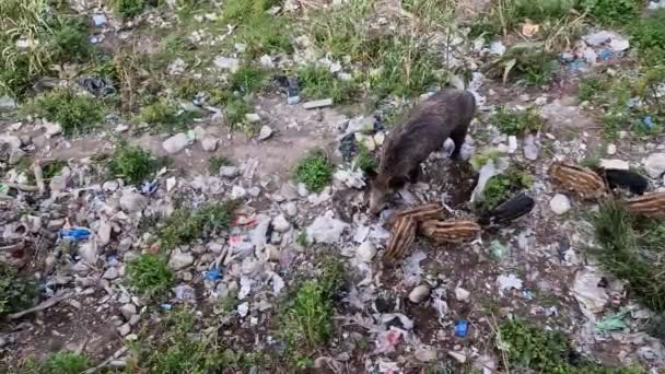 Peste Suina Cinghiale Città Genova Fiume Bisagno Fauna Selvatica Urbana — Video Stock