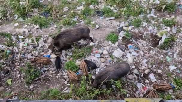 Peste Porcine Sanglier Dans Ville Gênes Bisagno Rivière Faune Urbaine — Video