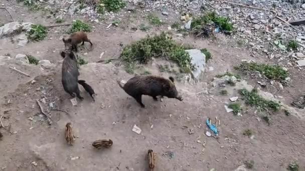 Dziki Pomór Świń Genui Miasto Bisagno Rzeka Miejska Dzika Przyroda — Wideo stockowe