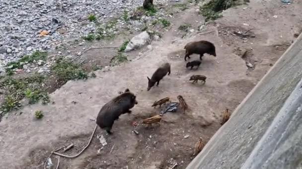 쓰레기 속에서 먹이를 노바의 동물의 — 비디오