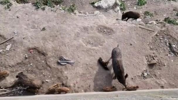 Peste Porcina Jabalí Ciudad Génova Río Bisagno Vida Silvestre Urbana — Vídeos de Stock