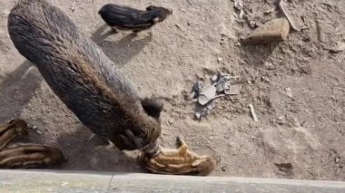 Cenova kasabasında domuz humması. Bisagno nehir yaban hayatı çöpte yiyecek arıyor ve dinleniyor.