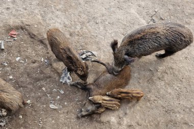 Domuz humması çöpte yiyecek arayan yaban domuzu ve Ceneviz kasabası Bisagno nehrinde dinlenen İtalyan yaban hayatı