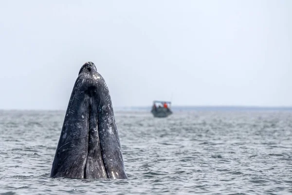 Baleia Cinzenta Espião Saltando Perto Barco Observação Baleias Magdalena Baja — Fotografia de Stock