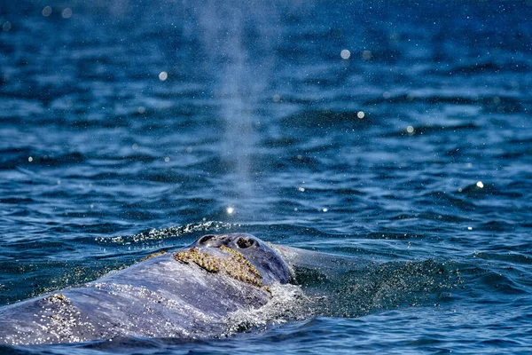 Baleine Grise Dans Baie Magdalena Baja Californie Mexique — Photo