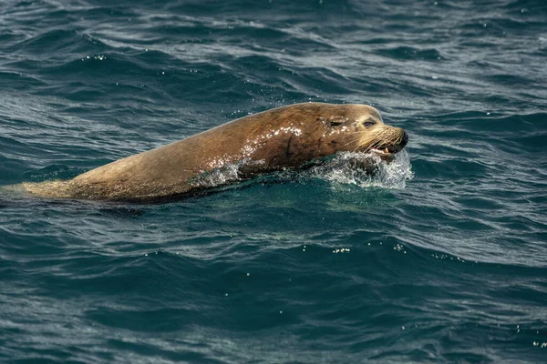 Sea Lion Hunting Fish Baja California — Stock Photo, Image