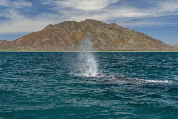 Šedá Velryba Zátoce Magdalena Baja California Mexico — Stock fotografie