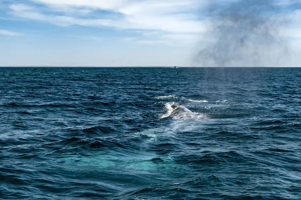 Grey Whale Magdalena Bay Baja California Mexico — Stock Photo, Image