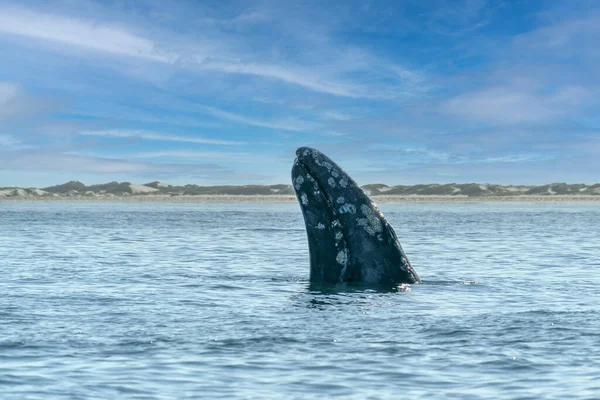 Baleine Grise Espion Sautillant Près Bateau Observation Des Baleines Dans — Photo